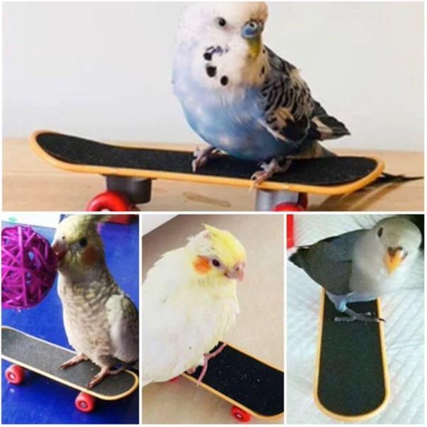 大人気】バードトイ スケボー スケートボード 鳥 インコ 大人気】バードトイ スケボー スケートボード 鳥 インコ