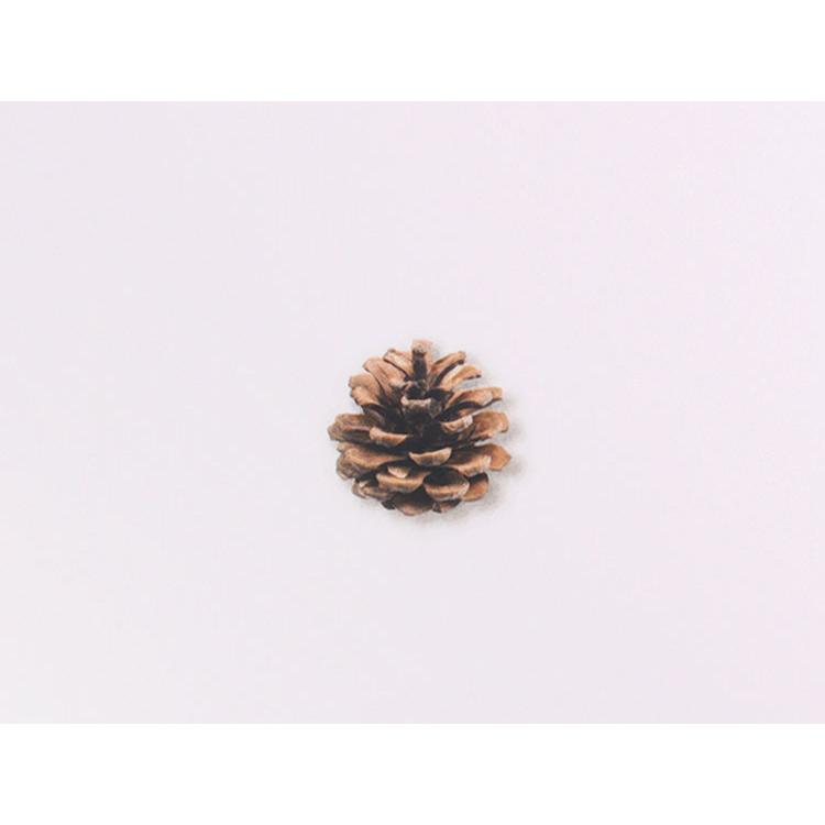 ( ナチュラル ステッカー ) 松の木 (Pine tree)  ステッカー 【 商用利用可 】 |  | 02