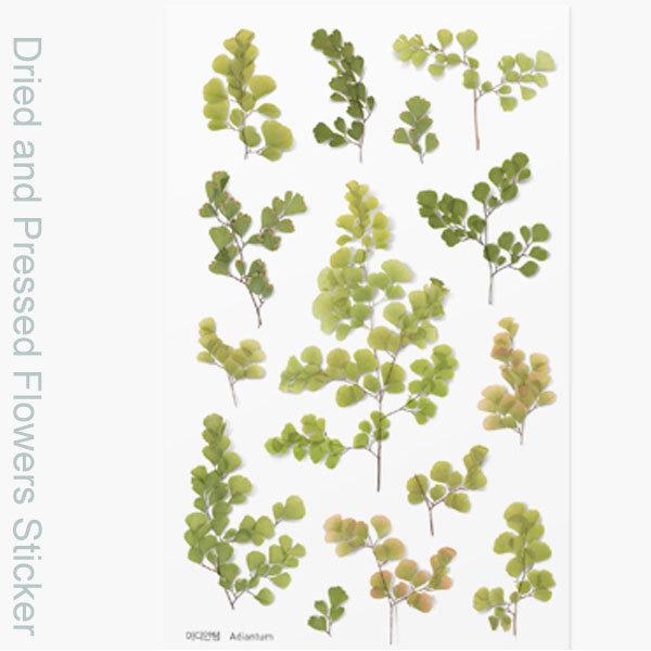 ドライフラワー ステッカー アジアンタム押し花スタイルステッカー 商用利用可