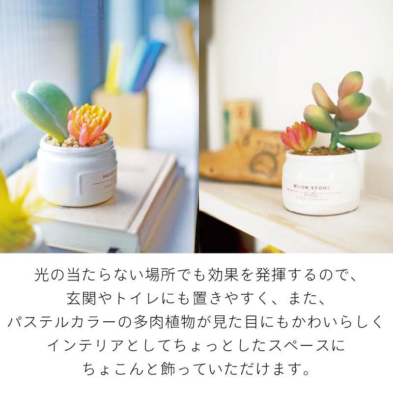 CT触媒 フェイクグリーン 造花 多肉植物 寄せ植え Sサイズ 小さめ パステルカラー かわいい 箱入り 観葉植物 消臭 抗菌 防汚 エクリア |  | 04