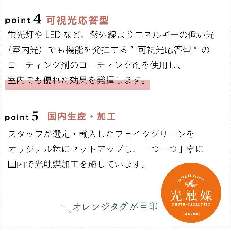 フェイクグリーン 光触媒 消臭 抗菌 フェイクフラワー 多肉植物 缶入り ヴィンテージ 店舗装飾 国内加工 プレゼント ギフト 箱入り シンプル｜nest-grasshopper｜18