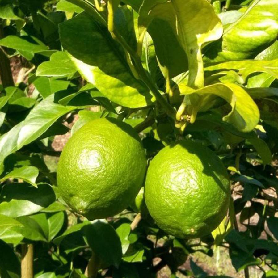 訳あり グリーンレモン 鹿児島県産 1kg 約5〜7個 コーティング剤不使用 防腐剤不使用 キズあり 斑点あり 訳あり 国産 日本産 レモン |  | 03