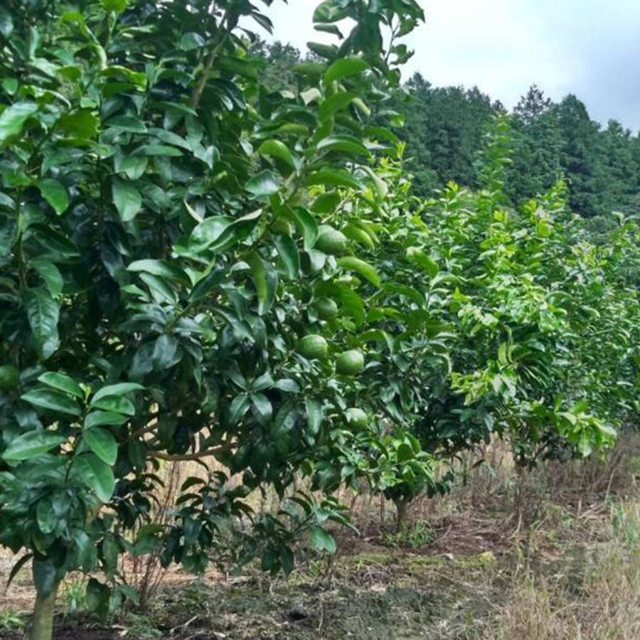 訳あり グリーンレモン 鹿児島県産 1kg 約5〜7個 コーティング剤不使用 防腐剤不使用 キズあり 斑点あり 訳あり 国産 日本産 レモン |  | 09
