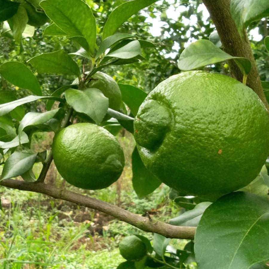 訳あり グリーンレモン 鹿児島県産 1kg 約5〜7個 コーティング剤不使用 防腐剤不使用 キズあり 斑点あり 訳あり 国産 日本産 レモン |  | 05