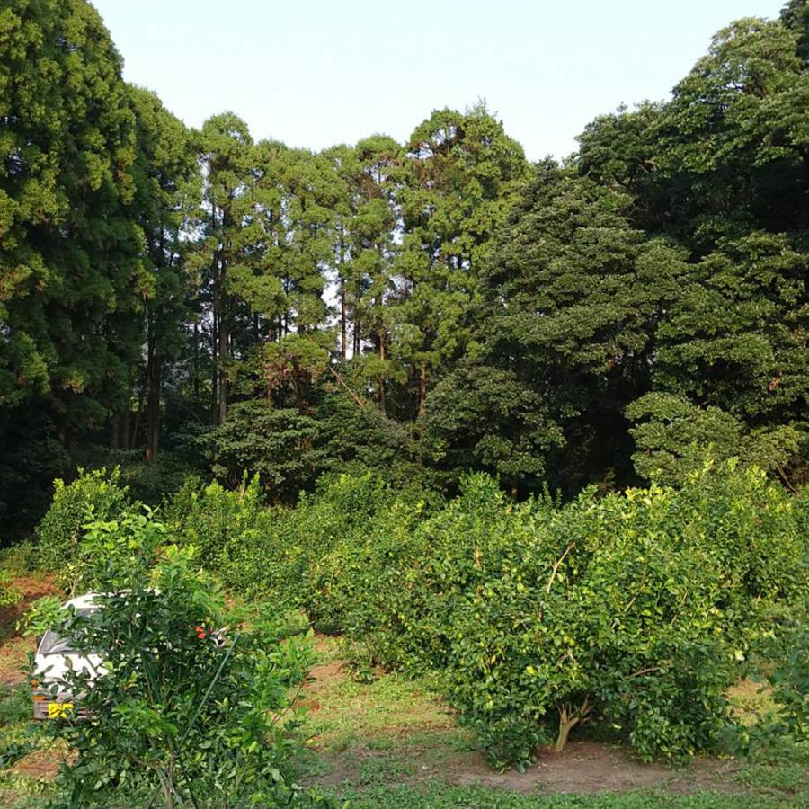 訳あり グリーンレモン 鹿児島県産 1kg 約5〜7個 コーティング剤不使用 防腐剤不使用 キズあり 斑点あり 訳あり 国産 日本産 レモン |  | 06