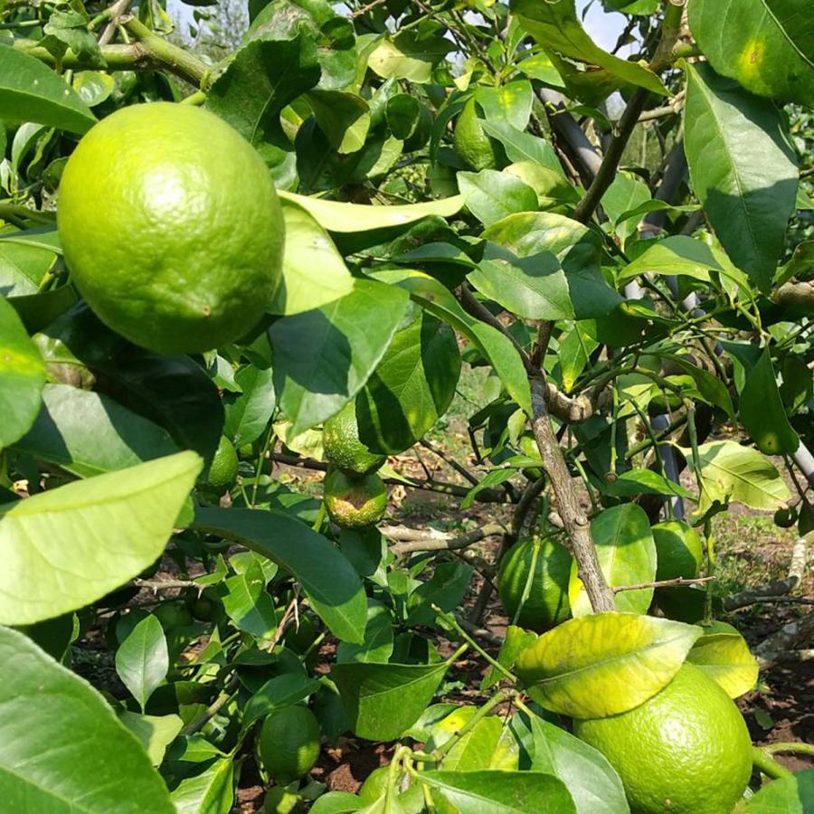 訳あり グリーンレモン 鹿児島県産 1kg 約5〜7個 コーティング剤不使用 防腐剤不使用 キズあり 斑点あり 訳あり 国産 日本産 レモン |  | 07