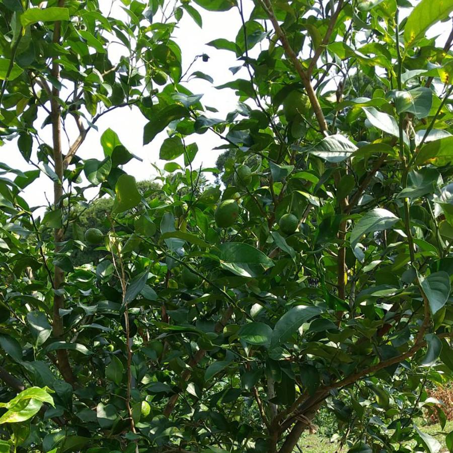 訳あり グリーンレモン 鹿児島県産 1kg 約5〜7個 コーティング剤不使用 防腐剤不使用 キズあり 斑点あり 訳あり 国産 日本産 レモン |  | 08