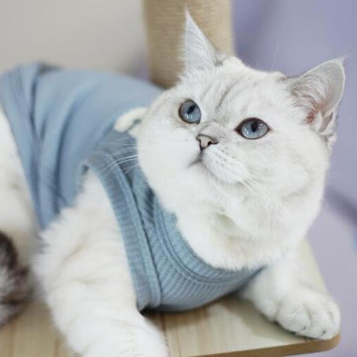 秋服新作 かわいい犬服 小型犬用 ニュアンスカラーのワッフル生地 ノースリーブ毛抜け防止タンクトップ【a243】送料無料 |  | 05