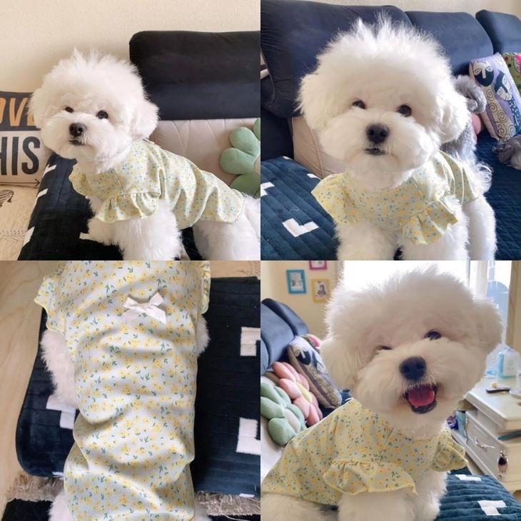 【最終値下げ】冬 犬服 新作 かわいい 小花柄 フリル 女の子 幼犬用 超可愛い ペット服 小型犬服 おしゃれ 毛抜け防止 夏用 メール便OK【a273】【送料無料】 |  | 12