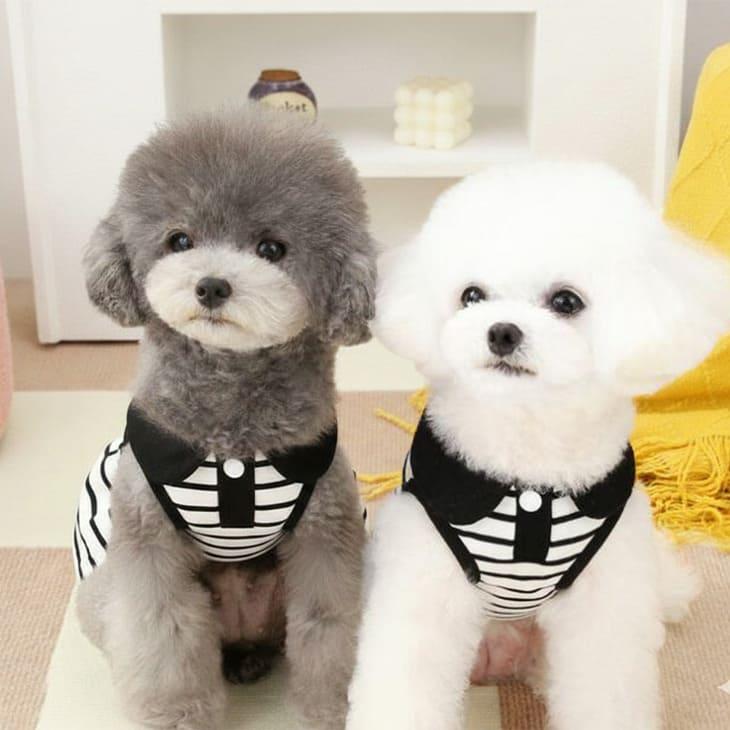 犬服 秋用 小型犬 ワンピース ドッグウェア ボーダー 袖なし 半袖 モノトーン タンクトップ 袖あり ペアコーデ 襟つき トップス 猫服【a365】 |  | 01
