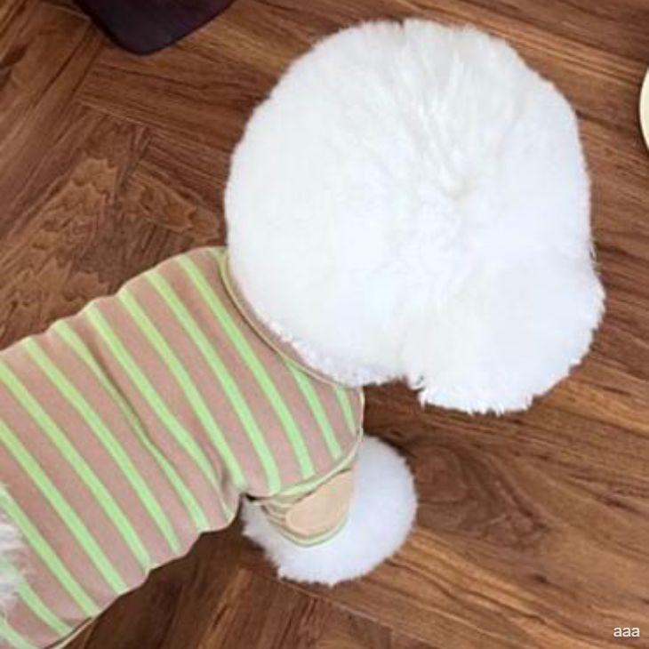 新作 超可愛い 秋服 犬服 小型犬用 カットソー 半袖 ボーダー カラフル プチプラ おしゃれ シンプル Tシャツ かわいい 春シャツ 春トップス【a383】【送料無料】 |  | 02