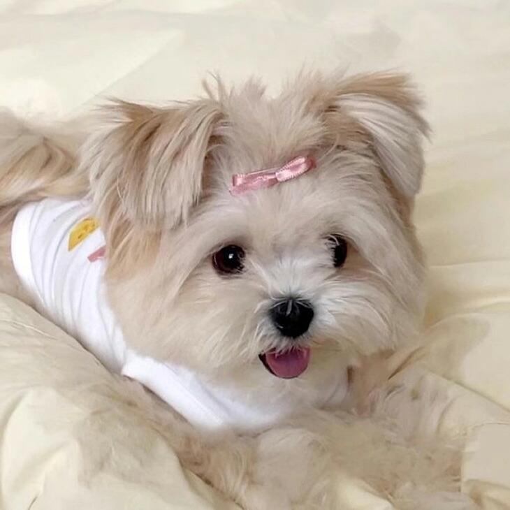 NEW! 超!可愛い 夏服 犬服 猫服 小型犬 袖なし リボン 女の子 タンクトップ フード柄 食べ物柄 シャツ 春トップス プチプラ おしゃれ【a454】 |  | 04