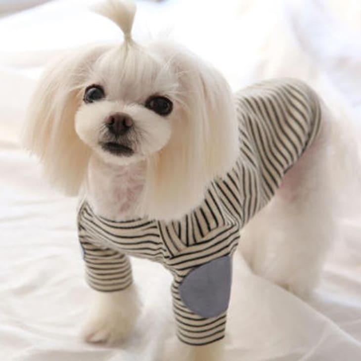 秋冬新作 超!可愛い 秋服 犬服 小型犬服 カットソー ユニセックス お出かけ【a472】 |  | 05