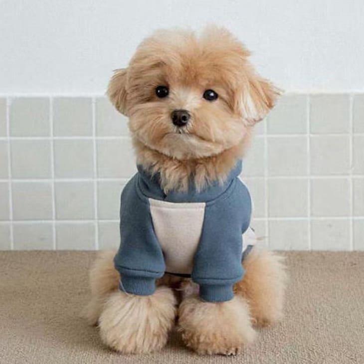 冬 犬服 超可愛い! 冬新作 フーディー くすみカラー 小型犬 犬服 ペットウェア カットソー お散歩【a476】 |  | 06