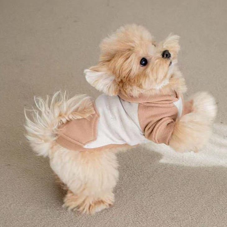 冬 犬服 超可愛い! 冬新作 フーディー くすみカラー 小型犬 犬服 ペットウェア カットソー お散歩【a476】 |  | 07