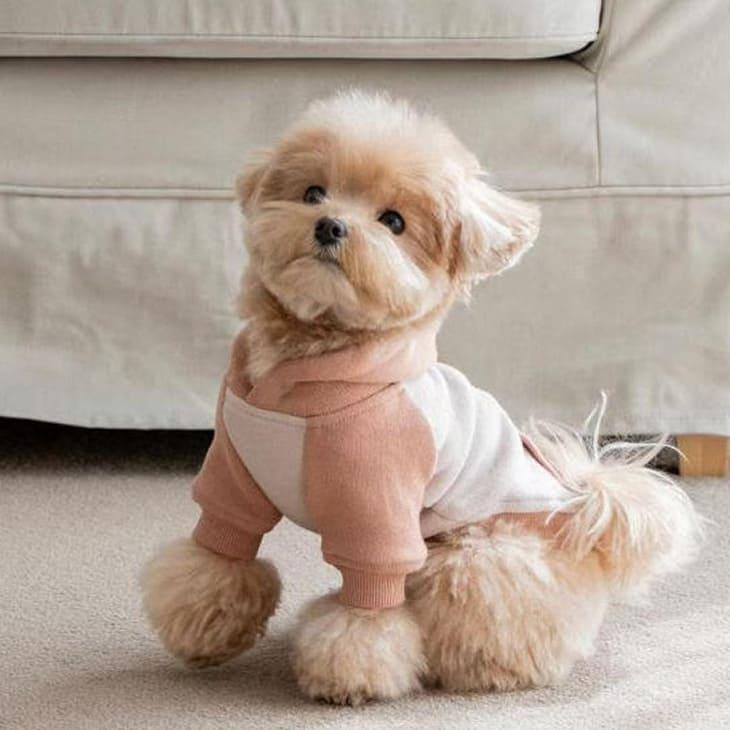 冬 犬服 超可愛い! 冬新作 フーディー くすみカラー 小型犬 犬服 ペットウェア カットソー お散歩【a476】 |  | 08