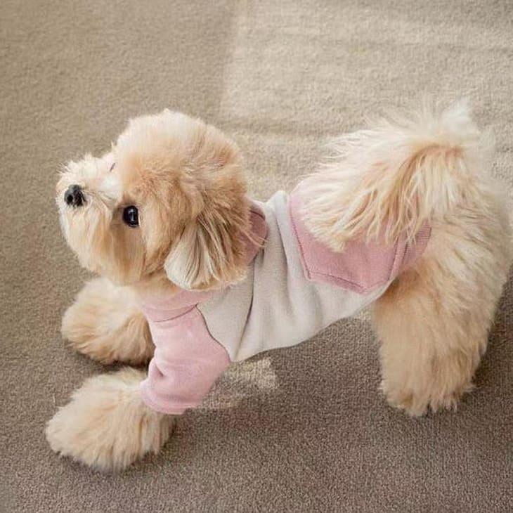 冬 犬服 超可愛い! 冬新作 フーディー くすみカラー 小型犬 犬服 ペットウェア カットソー お散歩【a476】 |  | 10