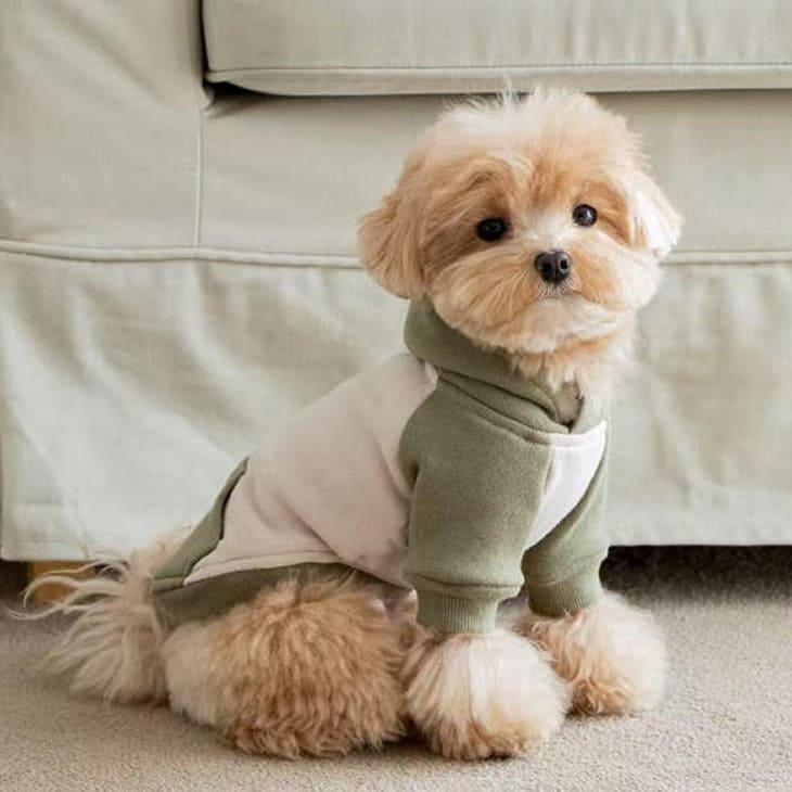 冬 犬服 超可愛い! 冬新作 フーディー くすみカラー 小型犬 犬服 ペットウェア カットソー お散歩【a476】 |  | 11