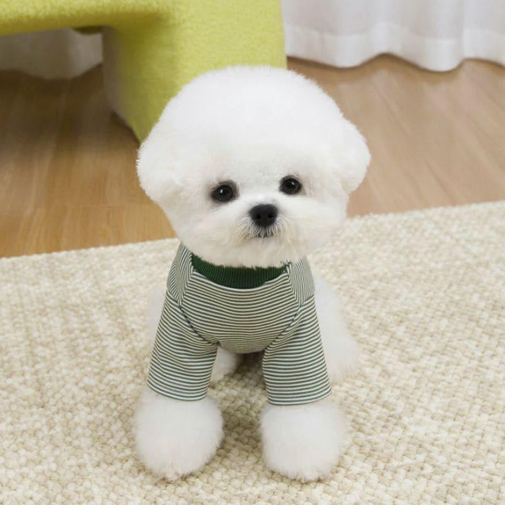 犬服 秋冬 小型犬 中型犬 カットソー ドッグウェア ボーダー柄 ハート刺繍 ロゴワッペン 猫用 スポーティ アクティブ しっかり生地【a489】 |  | 11