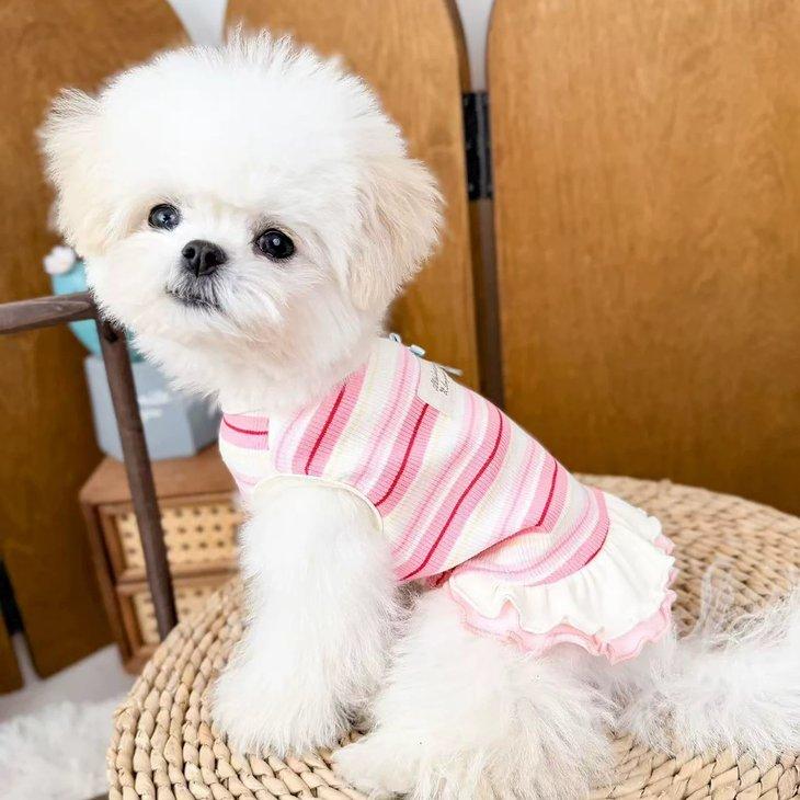 犬服 秋冬 小型犬 ワンピース ドッグウェア ボーダー 2段フリル メロウフリル リボン 女の子 パステル タグ 写真映え ドッグカフェ【a524】 |  | 08