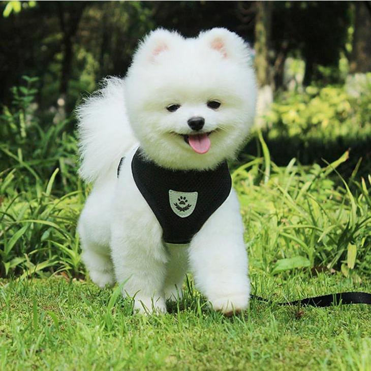 犬 ハーネス リード2点セット シンプル 小型犬 猫用 胸背 アニマル雑貨 お散歩ハーネス S-L対応【g008】 |  | 06