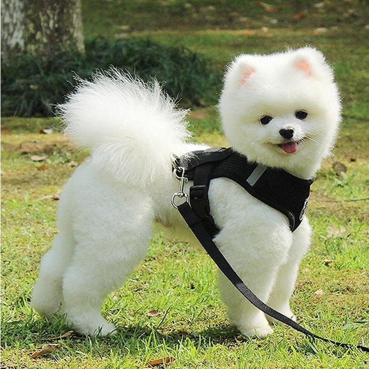 犬 ハーネス リード2点セット シンプル 小型犬 猫用 胸背 アニマル雑貨 お散歩ハーネス S-L対応【g008】 |  | 07