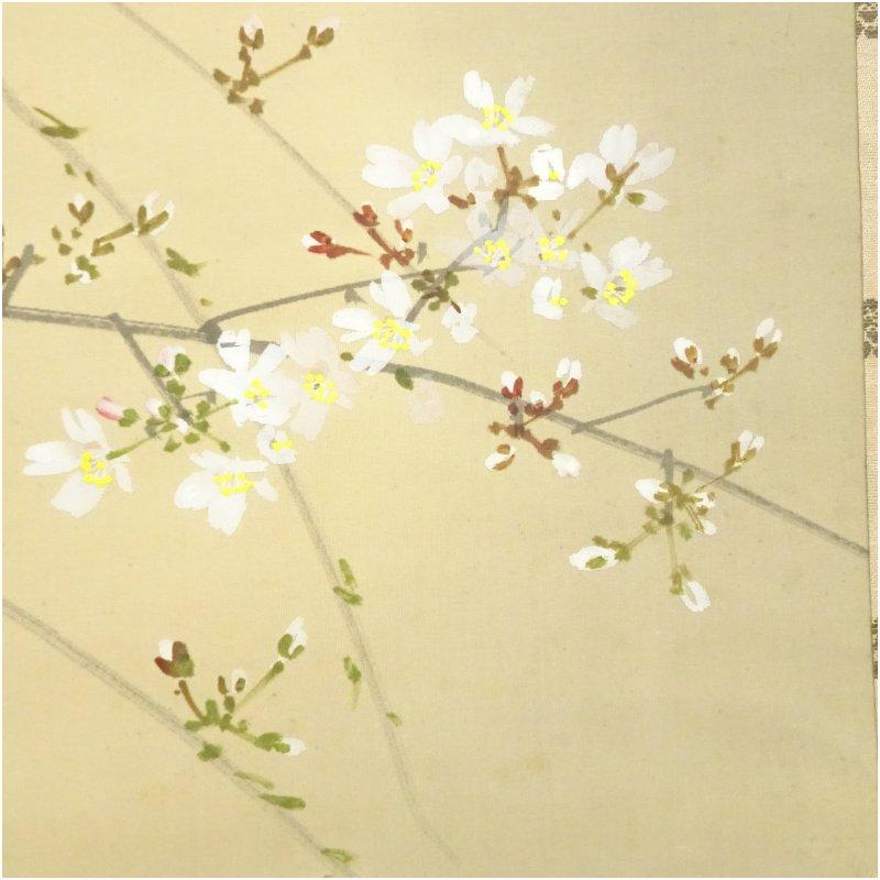掛軸 夜桜 共箱 春 花 季節 今井景樹筆 夜桜 肉筆絹本掛軸（共箱） : 茶道具と掛軸のショップ