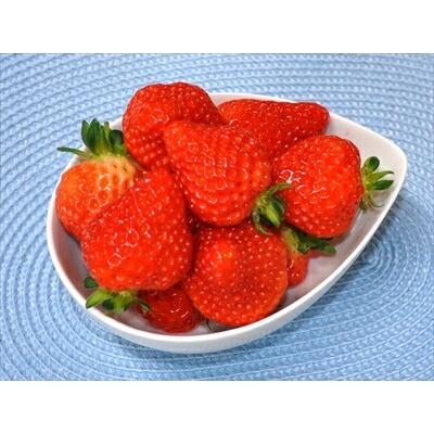 こめいちご 楽天市場】スーパーデラックスシングル やよいひめ 4年連続金賞