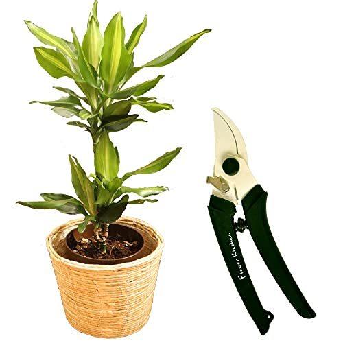 観葉植物 ドラセナ 農具 ジェレ 6号鉢 丸白カゴ 坂源 業務 産業用 剪定ばさみ モスグリーン Fktk ハンドクリエーション P180 ネットショップmomo A B09wh4qwcz 2405