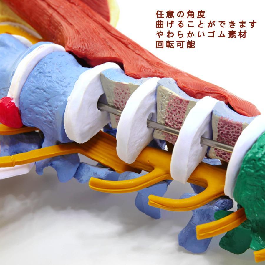 1：1等身大のリアルな脊椎モデル 多機能筋肉腰椎脊椎 教育のための神経骨格 腰椎骨盤模型大腿骨可動 解剖学的に柔軟医学生 フックとスタンド付き 骨盤 椎骨動脈