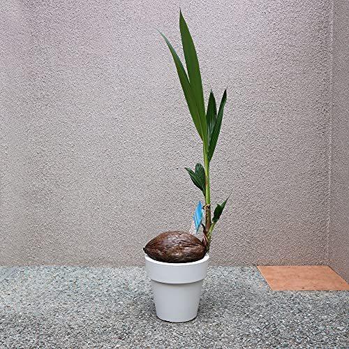 学名 Coco A B0967nrvv9 2109 品種で選べる観葉植物 リビングやオフィス向きサイズ 1個 ネットショップ 植木鉢 ウィステリア 花 ガーデニング ココヤシ 観葉植物 観葉植物 6号プラスチック鉢