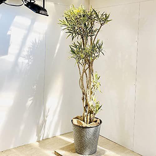 おしゃれ 観葉植物 ドラセナ 現品 大型佐川便配送 ソング オブ インディアン ブリキのバケツセット おしゃれ 割引ショップ Upliftingstar Com