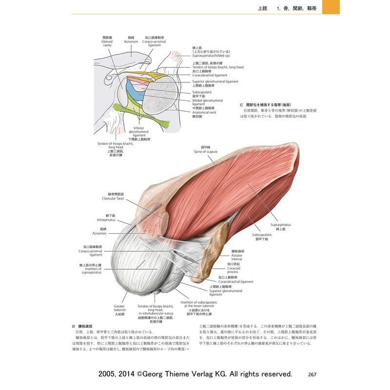 プロメテウス解剖学アトラス 解剖学総論/運動器系 第3版 解剖学総論/運動器系 第3版