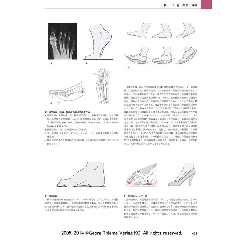 プロメテウス解剖学アトラス 解剖学総論/運動器系 第3版 解剖学総論/運動器系 第3版