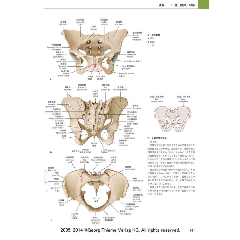 プロメテウス解剖学アトラス 解剖学総論/運動器系 第3版 解剖学総論/運動器系 第3版