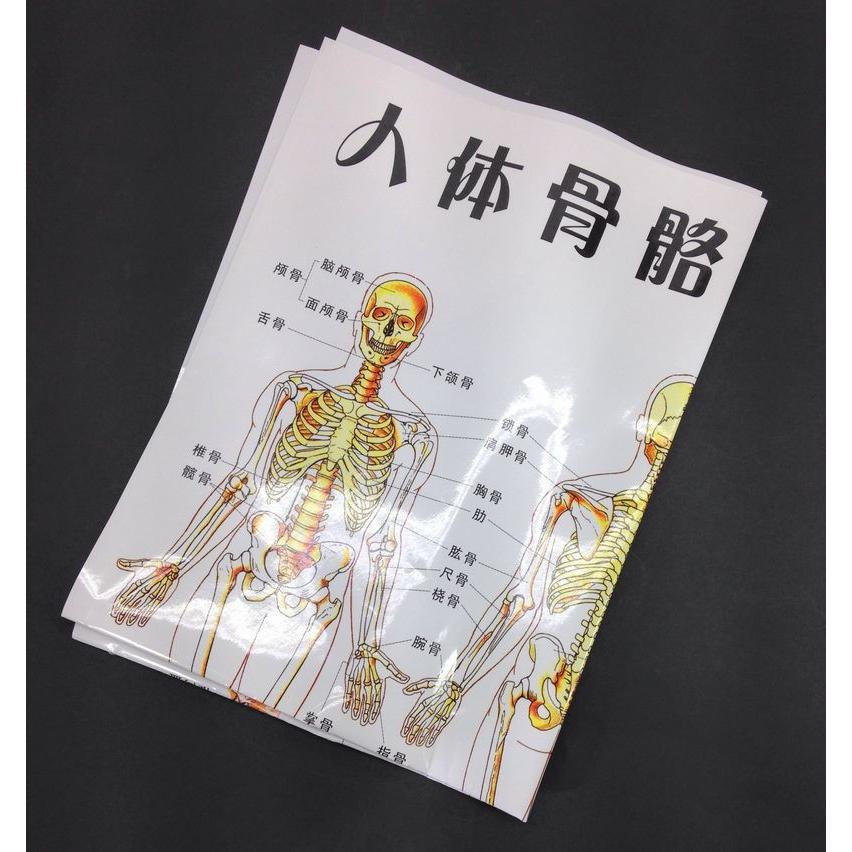 訳あり ポスター 人体骨格図 中国語表記 Lci1353c000 ノイシュタットyahoo 店 通販 Yahoo ショッピング