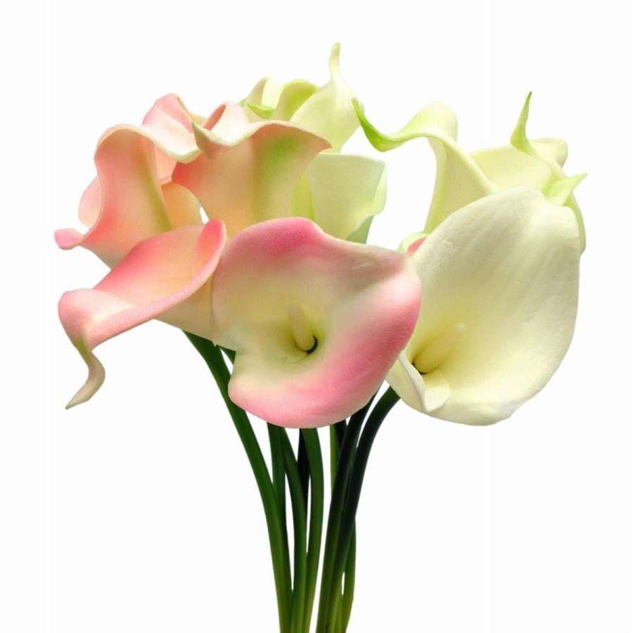 造花 オランダカイウ カラー 16本 ピンク ホワイト Nya7744c029 ノイシュタットyahoo 店 通販 Yahoo ショッピング