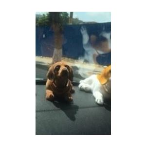 置物 首振りワンちゃん 犬 伏せのポーズ ダックスフンド Nyc1437c018 ノイシュタットyahoo 店 通販 Yahoo ショッピング