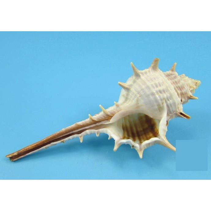 装飾品 細長い角あり巻貝 貝がら 天然 パーツ 素材 個セット Tuc1536c008 ノイシュタットyahoo 店 通販 Yahoo ショッピング