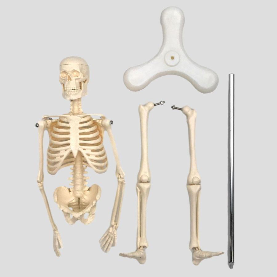 人体骨格模型 30cm - 通販 - easydoor.co.uk