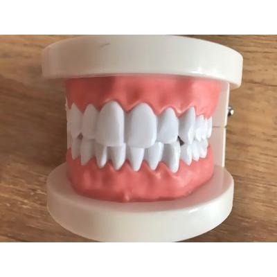 置物 歯の模型 リアル 歯医者さん風 角度調節可能 Tuc5028c014 ノイシュタットyahoo 店 通販 Yahoo ショッピング