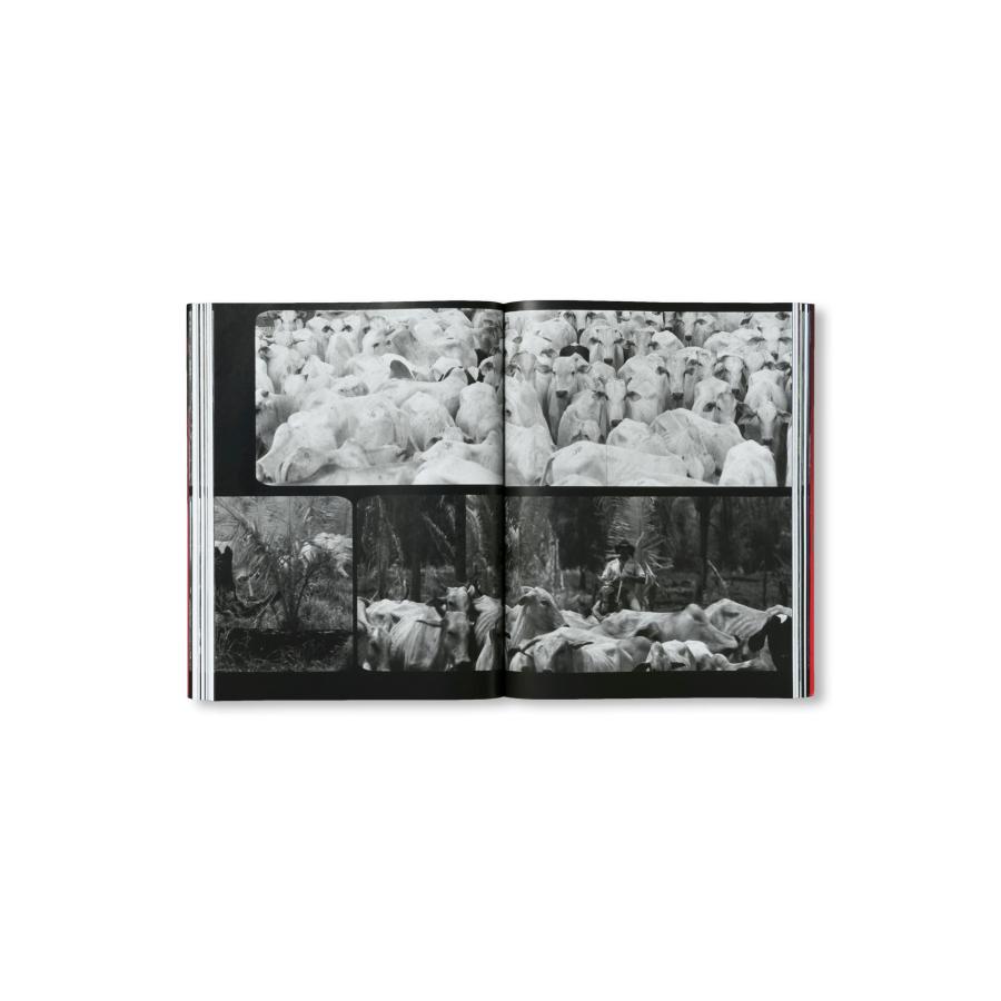 Richard Mosse: Broken Spectreの画像