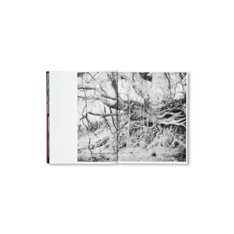 Richard Mosse: Broken Spectreの画像