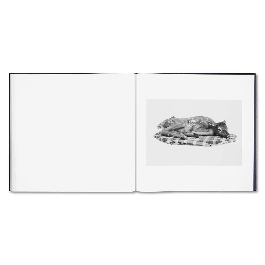 Alessandra Sanguinetti: Some Say Iceの画像