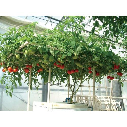 【新入荷】 協和ハイポニカ 家庭用水耕栽培装置 ホームハイポニカ MJA083 303 【N8334812845】(29887円)