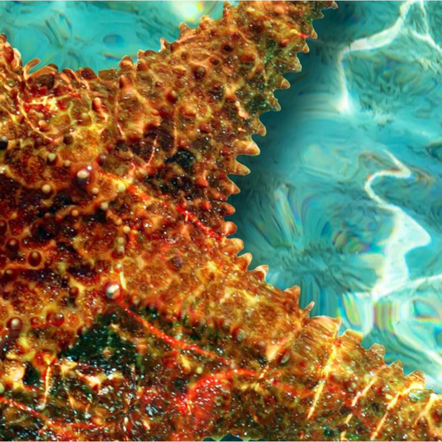 ３d 壁紙 1ピース 1m2 青い海 ヒトデ 波 防湿 防水 防音 おしゃれクロス インテリア 装飾 床用 フロア 寝室 H H Next Dream Shop 通販 Yahoo ショッピング