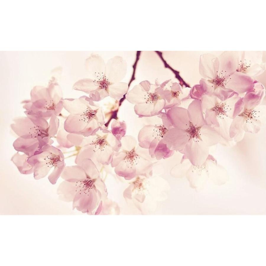 カスタム３d壁紙 1ピース 1m2 桜 さくら チェリーブロッサム おうち時間充実 おしゃれ キッチン 寝室 リビング M M Next Dream Shop 通販 Yahoo ショッピング
