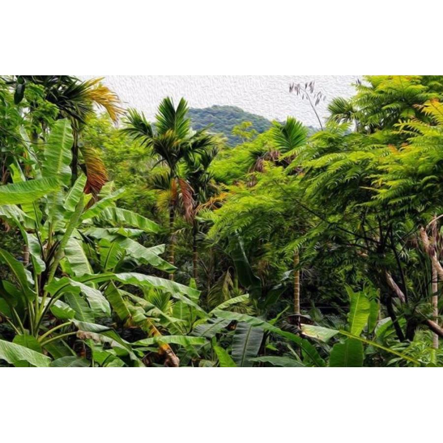 カスタム３d壁紙 1ピース 1m2 植物 ジャングル 自然風景 森 緑 キャンバス地 クロス張替 店 部屋 M M Next Dream Shop 通販 Yahoo ショッピング