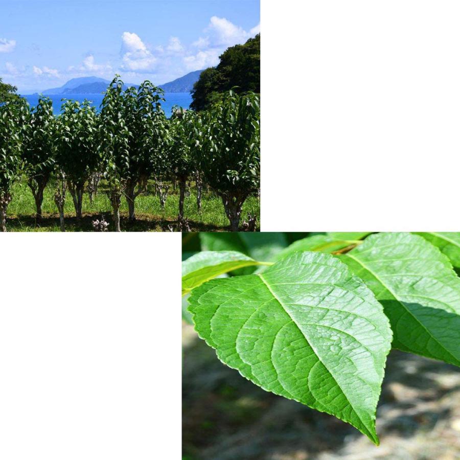 杜仲茶 トチュウ茶 国産 福井産 80g (2g×40パック) セット 送料無料 爆買 |  | 05