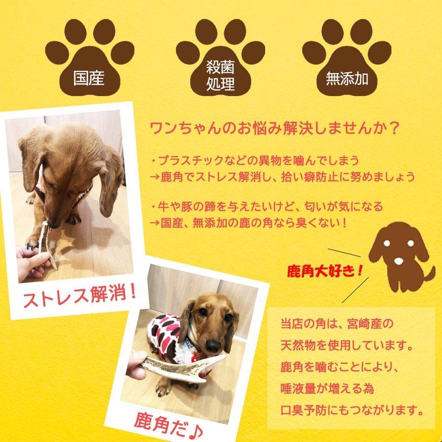 鹿の角 小型犬 中型犬 犬 おもちゃ 無添加 ペット おやつ ジビエ 国産 鹿 角 ガム デンタルケア 口臭予防 送料無料 馬油store Yahoo 店 通販 Yahoo ショッピング